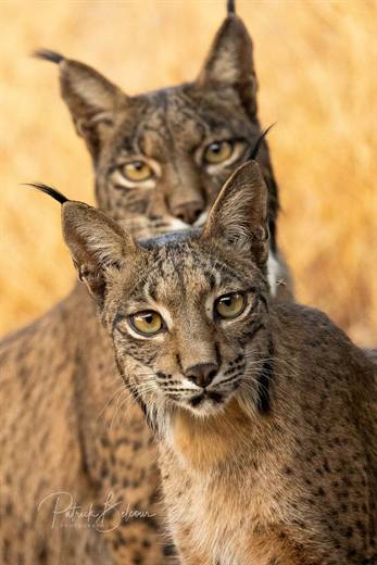 Lince ibérico en Gato Clavo: doble retrato