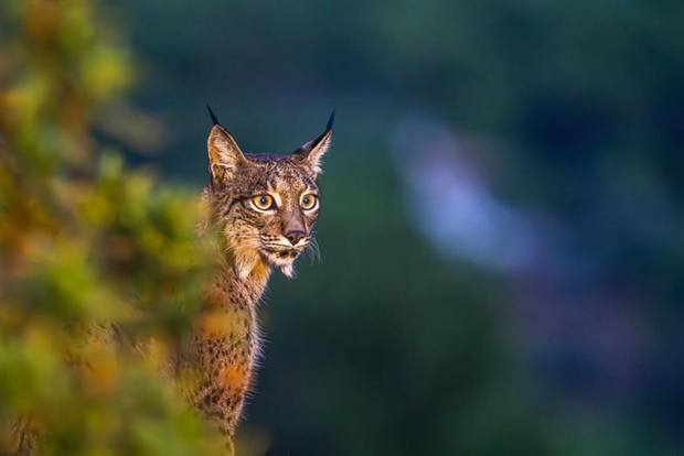 Lince ibérico en Gato Clavo: Lince entre ramas