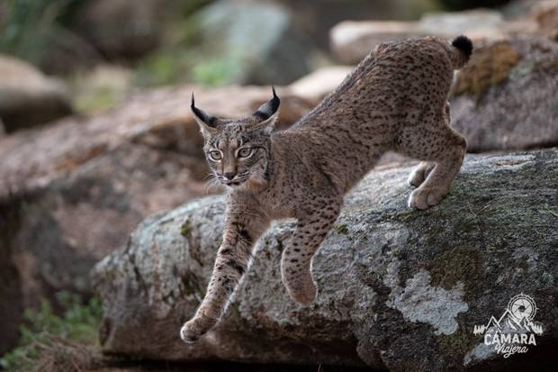 Lince ibérico en Gato Clavo: cachorro en la roca