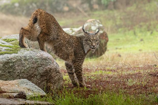 Lince ibérico en Gato Clavo: Estiramiento sobre roca