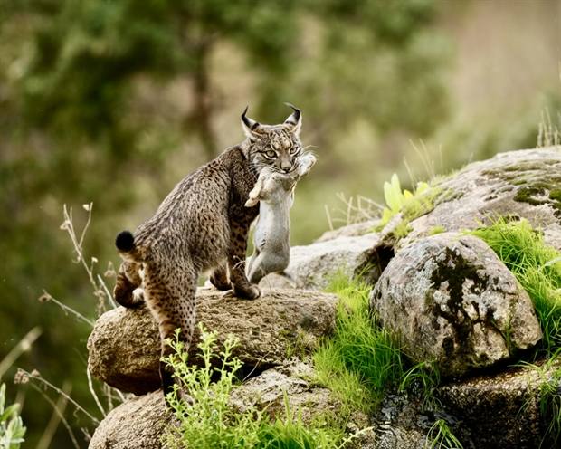 Lince ibérico en Gato Clavo: familia en rocas