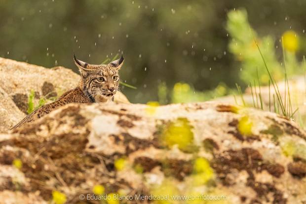 Lince ibérico en Gato Clavo: Lluvia de primavera
