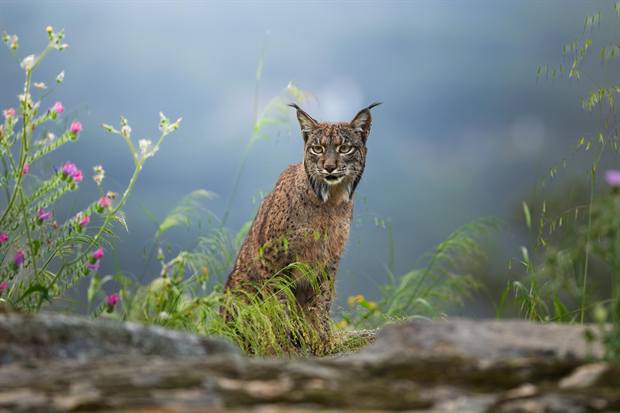 Lince ibérico en Gato Clavo: Lince y flores azules