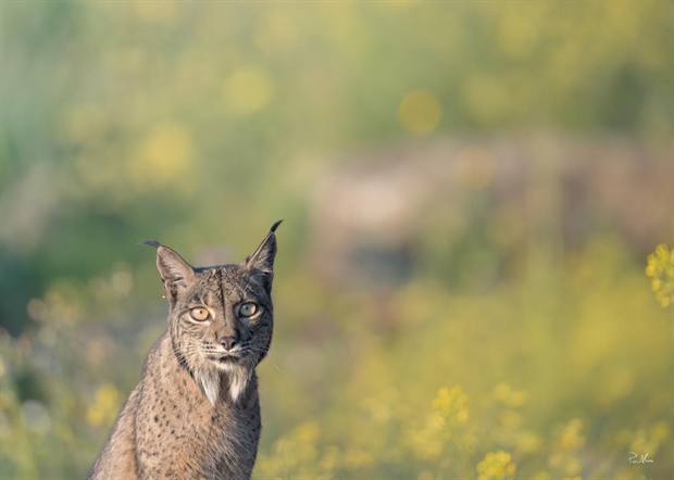 Lince ibérico en Gato Clavo: retrato entre flores
