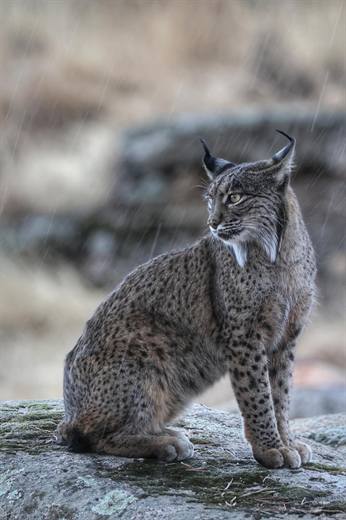 Lince ibérico en Gato Clavo: Espera en roca