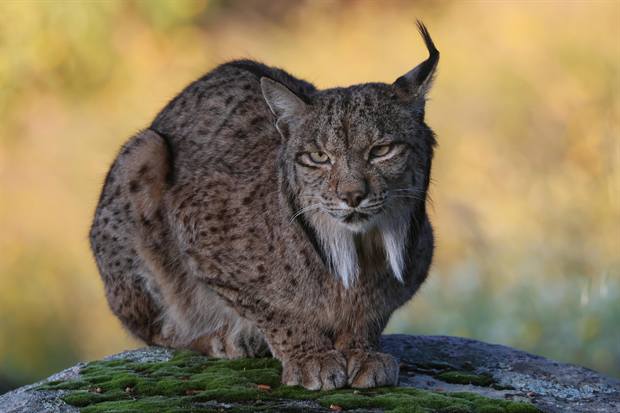 Lince ibérico en Gato Clavo: frontal dorado