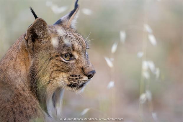 Lince ibérico en Gato Clavo: luz fría de invierno