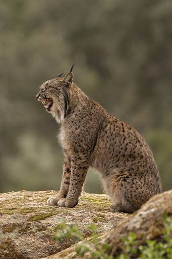 Lince ibérico en Gato Clavo: joven lince de perfil