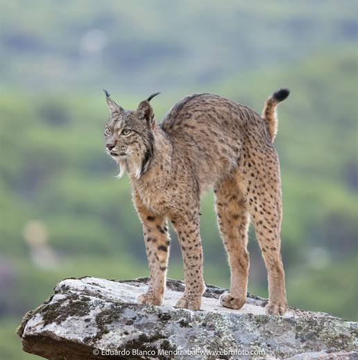 Lince ibérico en Gato Clavo: Joven en roca clara