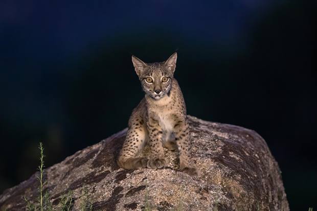 Lince ibérico en Gato Clavo: joven sobre roca