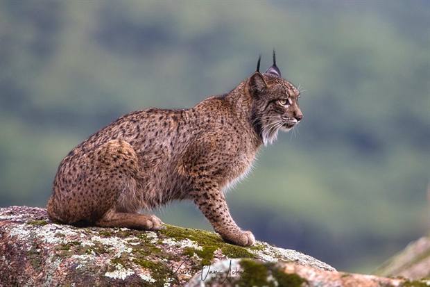 Lince ibérico en Gato Clavo: Perfil territorial