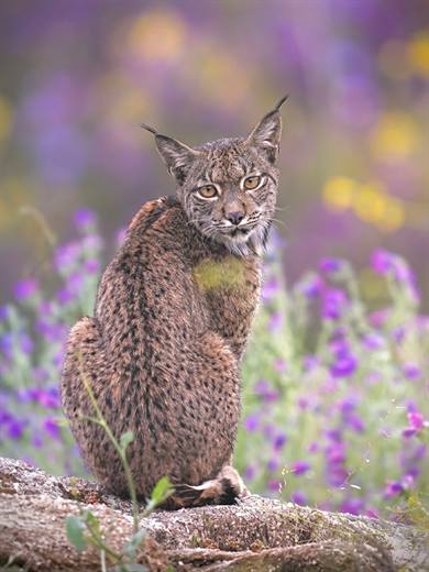 Lince ibérico en Gato Clavo: lince entre lavandas