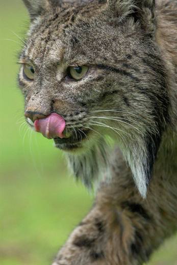 Lince ibérico en Gato Clavo: gesto natural