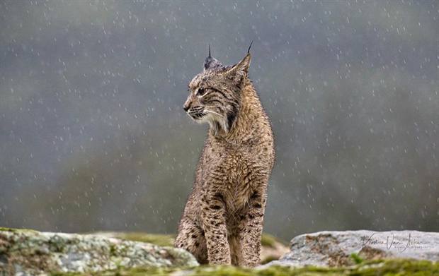 Lince ibérico en Gato Clavo: perfil bajo lluvia