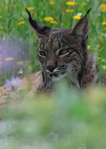 Lince ibérico en Gato Clavo: mirada verde