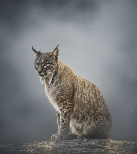 Lince ibérico en Gato Clavo: lince en niebla