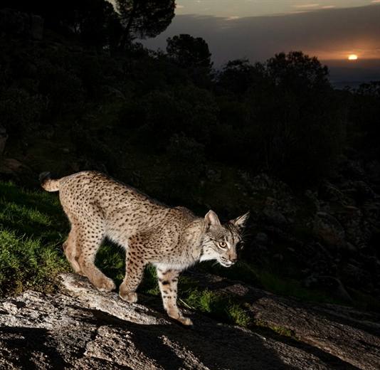 Lince ibérico en Gato Clavo: Paso nocturno