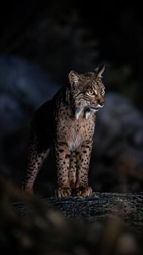 Lince ibérico en Gato Clavo: lince en sombra azul