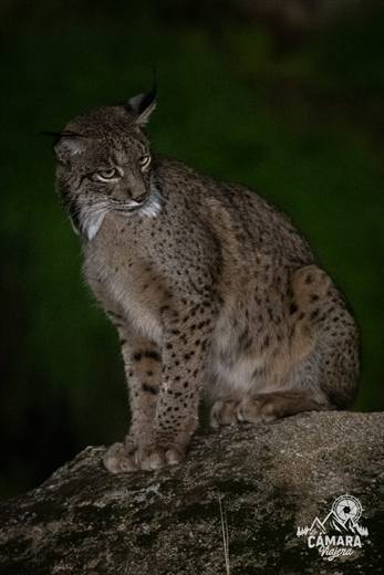 Lince ibérico en Gato Clavo: Noche en roca