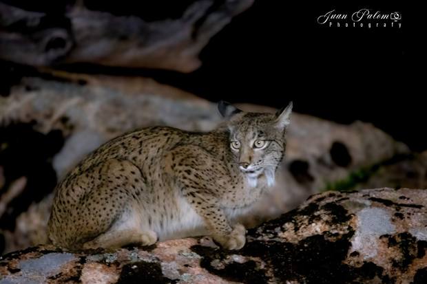 Lince ibérico en Gato Clavo: Noche en roca