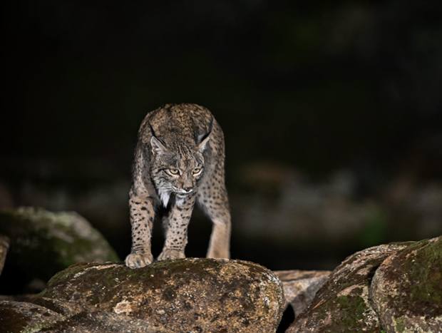 Lince ibérico en Gato Clavo: escena nocturna