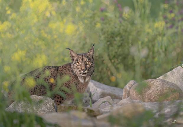 Lince ibérico en Gato Clavo: presencia entre vegetación