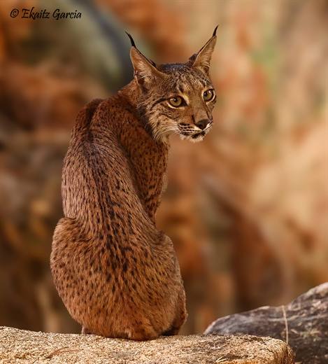 Lince ibérico en Gato Clavo: Lince en otono