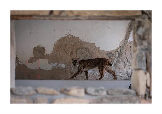 Experiencia Gato Clavo: Imagen de seguimiento