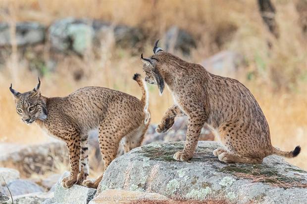 Lince ibérico en Gato Clavo: pareja de linces