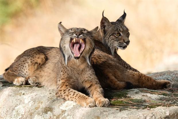 Lince ibérico en Gato Clavo: pareja en descanso