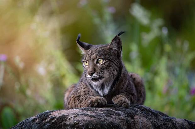 Lince ibérico en Gato Clavo: Pareja en encina
