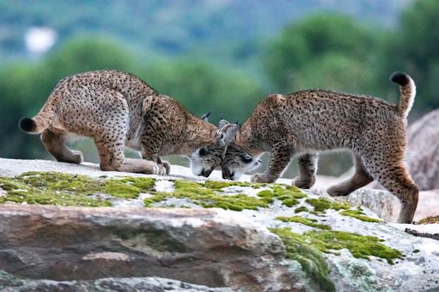Lince ibérico en Gato Clavo: pareja en musgo
