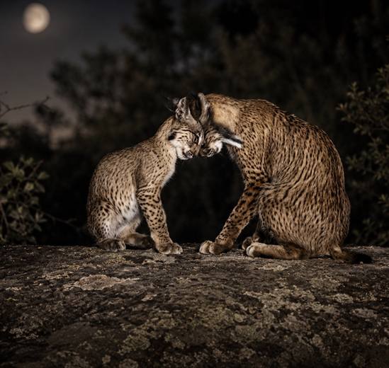 Lince ibérico en Gato Clavo: pareja en la noche
