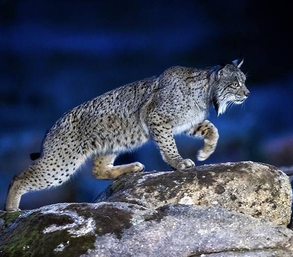 Lince ibérico en Gato Clavo: paso nocturno azul