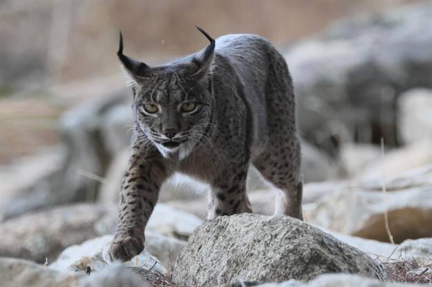 Lince ibérico en Gato Clavo: Paso gris