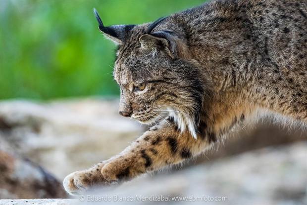 Lince ibérico en Gato Clavo: Paso entre rocas