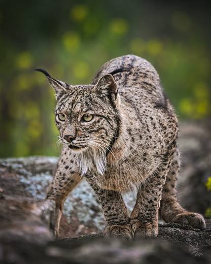 Lince ibérico en Gato Clavo: Paso sobre musgo