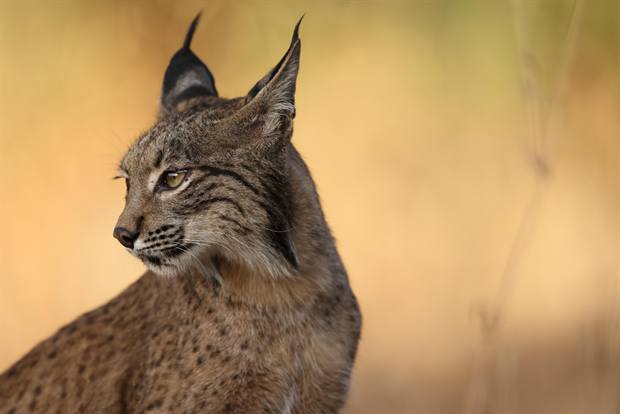 Lince ibérico en Gato Clavo: perfil dorado