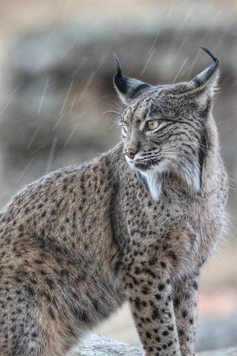 Lince ibérico en Gato Clavo: Perfil en neblina