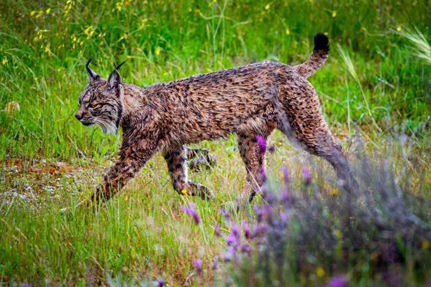 Lince ibérico en Gato Clavo: Carrera en pradera