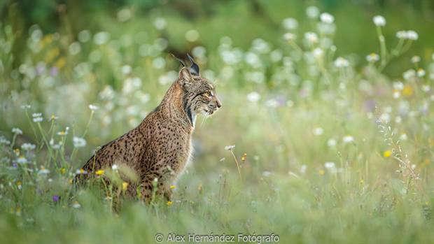 Lince ibérico en Gato Clavo: Lince en pradera