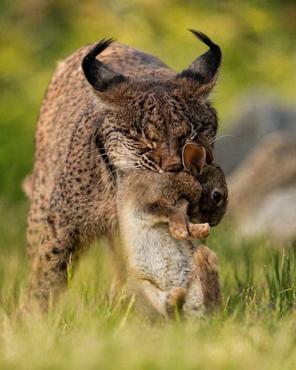Lince ibérico en Gato Clavo: lince en pradera