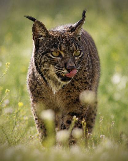 Lince ibérico en Gato Clavo: lince en claro de pradera