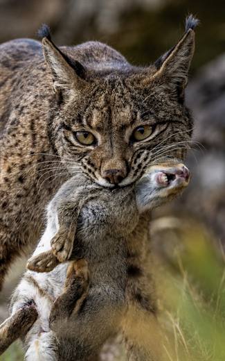 Lince ibérico en Gato Clavo: retrato con presa