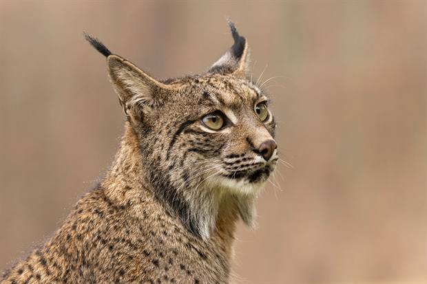 Lince ibérico en Gato Clavo: Primer plano