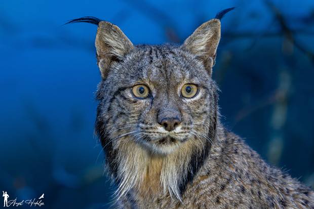 Lince ibérico en Gato Clavo: retrato azul