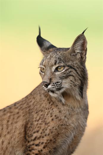 Lince ibérico en Gato Clavo: Retrato en luz suave