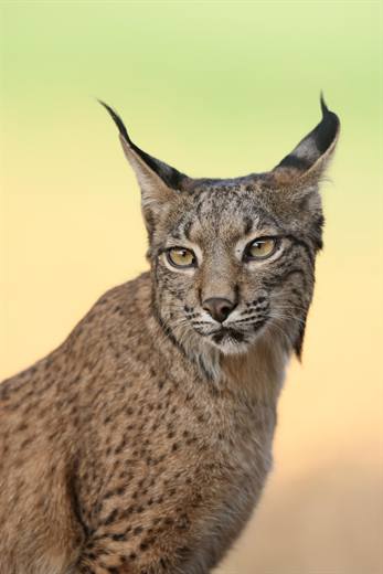 Lince ibérico en Gato Clavo: retrato dorado