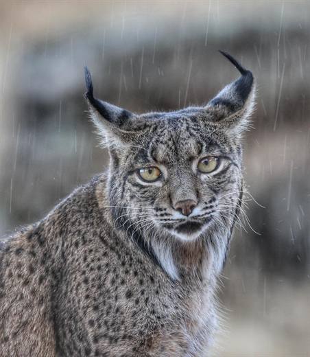 Lince ibérico en Gato Clavo: Retrato plata