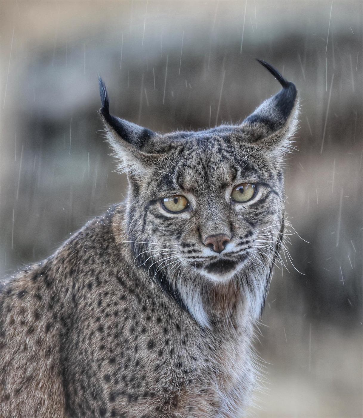 Retrato de lince ibérico bajo lluvia en Gato Clavo
